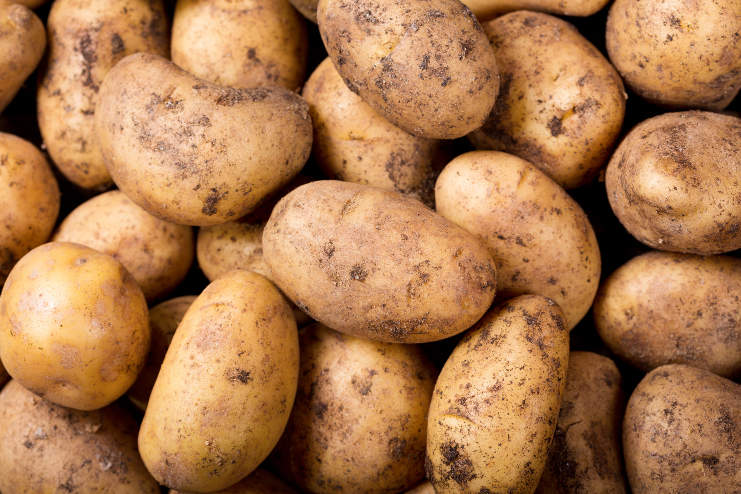 fresh potatoes close up of fresh potatoes as background