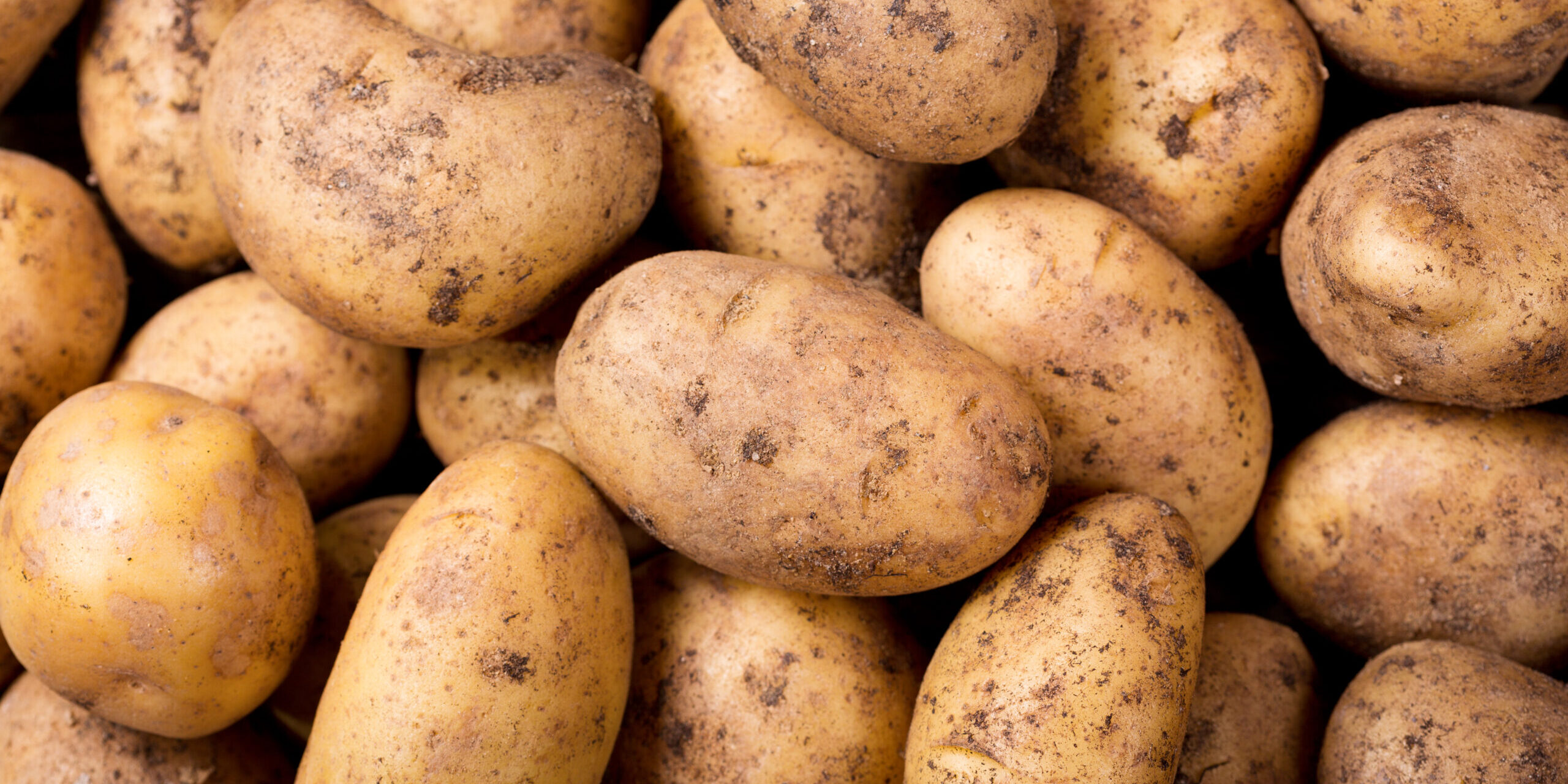 fresh potatoes close up of fresh potatoes as background